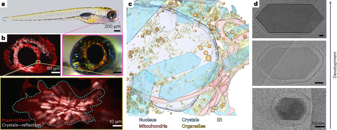 Fig. 1: Intracellular electron-dense organelles are abundant in zebrafish larval iridophores.