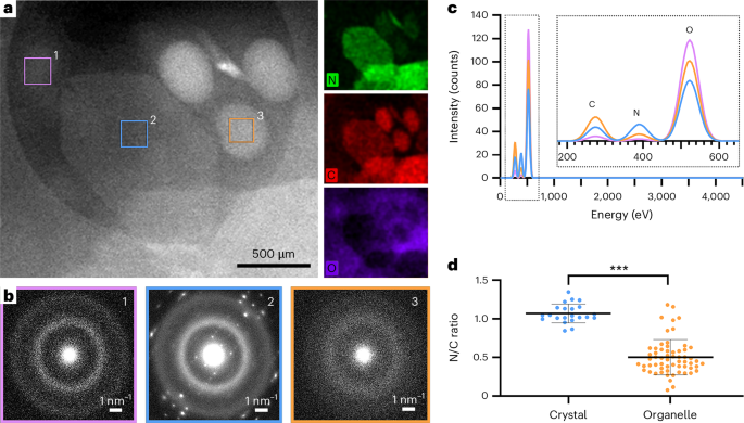 Fig. 2: Cryo-STEM-EDS imaging reveals a high concentration of nitrogen in crystals and organelles.