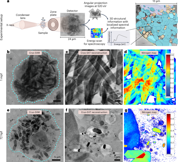 Fig. 3: Cryogenic soft X-ray microscopy (cryo-SXM) and XANES reveal amorphous guanine within intracellular organelles.