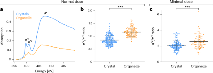 Fig. 4: Cryo-XANES reveals differences in guanine spectrum within intracellular organelles.