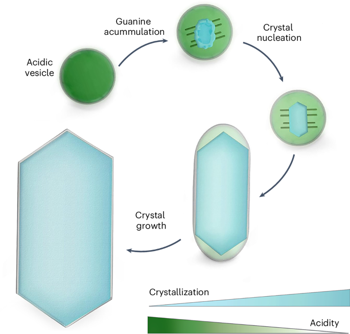 Fig. 6: pH variations enable guanine crystallization.