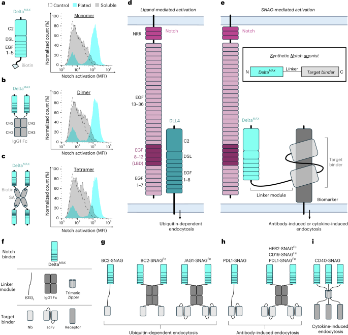 Fig. 1: Design concept for synthetic Notch agonists.