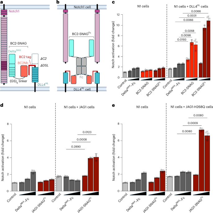 Fig. 2: SNAGs rescue the signaling of binding-deficient DLL4 and JAG1 mutants.