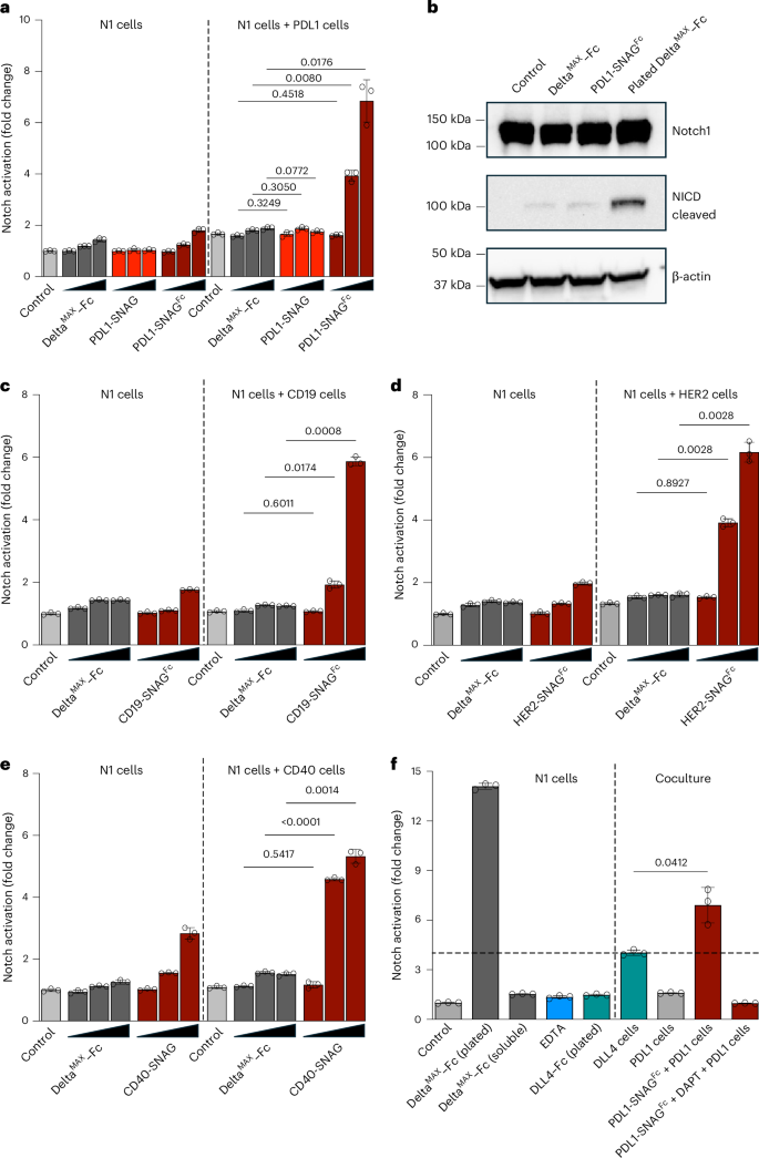 Fig. 3: SNAGs targeting tumor antigens activate Notch in mixed cell populations.