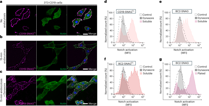 Fig. 4: SNAG-mediated Notch activation requires endocytosis.