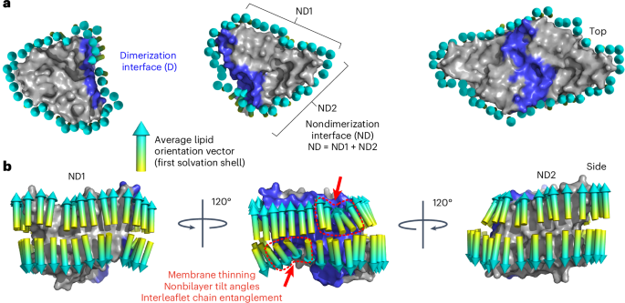 Molecular basis for the regulation of membrane proteins through  preferential lipid solvation