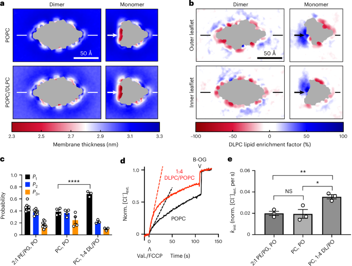 Molecular basis for the regulation of membrane proteins through  preferential lipid solvation | Nature Chemical Biology
