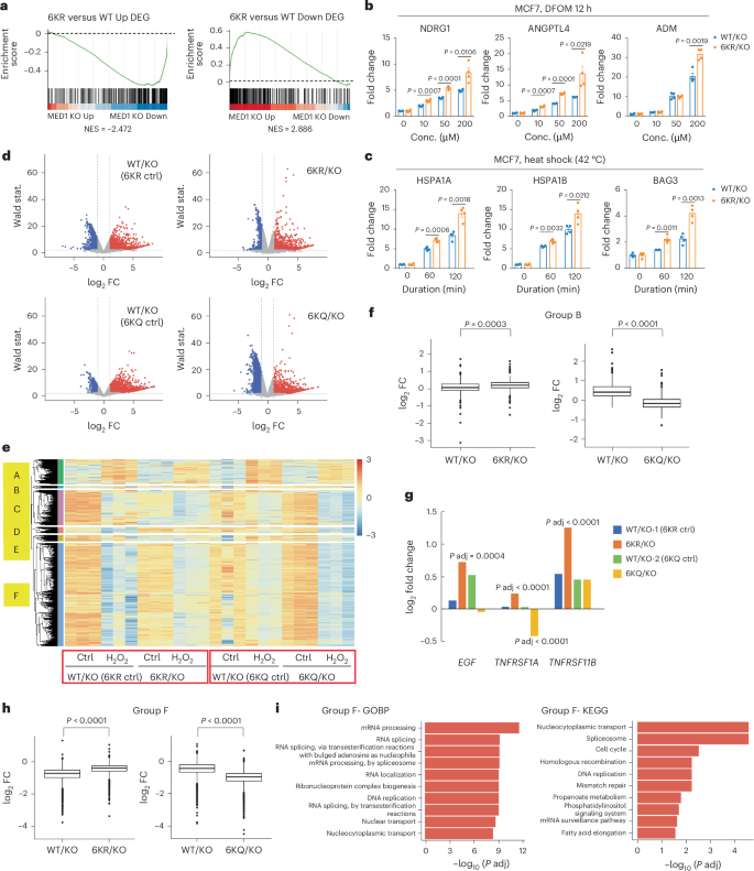 Fig. 3: Acetylation site mutant of MED1 alters steady-state and stress-responsive gene expression in ER+ BC cells.