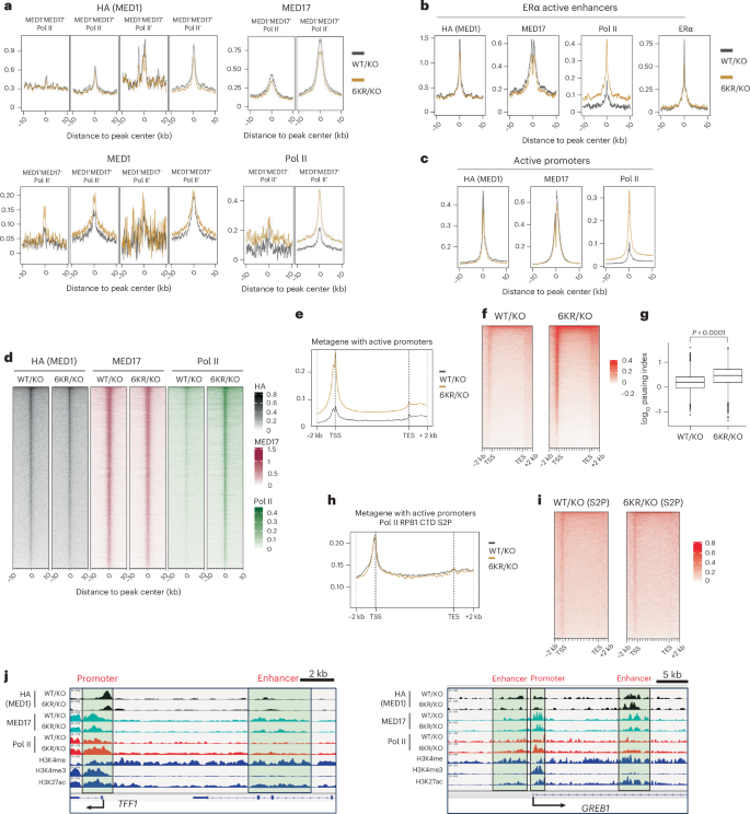 Fig. 4: The acetylation-defective 6KR mutant of MED1 enhances chromatin occupancy of RNA Pol II.