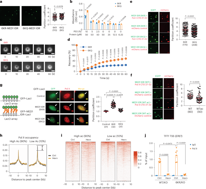 Fig. 5: Acetylation alters physicochemical properties of the MED1 IDR for LLPS and Pol II incorporation.