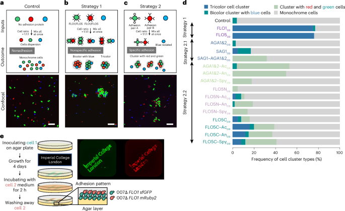 Fig. 2: Rational design and evaluation of complex multicellular patterns through specific synthetic adhesion in yeast.