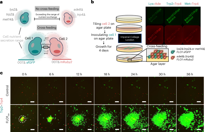 Fig. 3: Engineered cross-feeding and cell–cell adhesion enable controlled 2D pattern formation in synthetic yeast cocultures.
