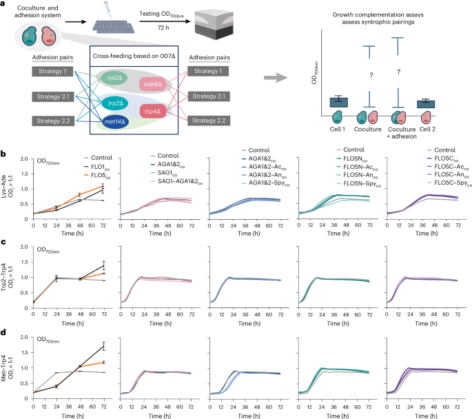 Fig. 4: Engineered cross-feeding and cell–cell adhesion enable controlled growth dynamics in synthetic yeast cocultures.