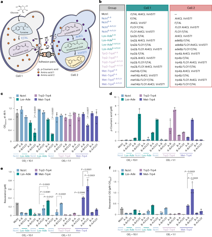 Fig. 5: Division of labor, cross-feeding and cell–cell adhesion improve resveratrol production in synthetic yeast cocultures.