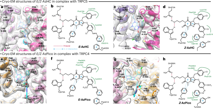 Fig. 3: Structures of TRPC4/5 in complex with E/Z isomers of efficacy photoswitches.