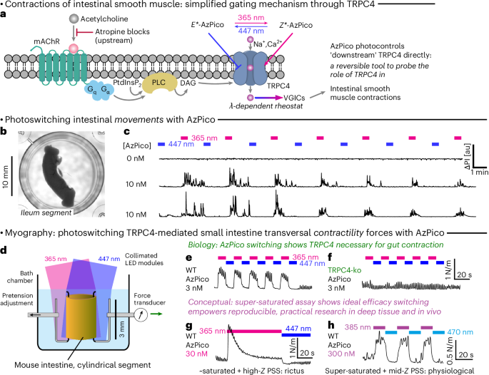 Fig. 6: AzPico chromocontrol of intestinal contractility shows the key role of TRPC4 and power of ideal efficacy switching.