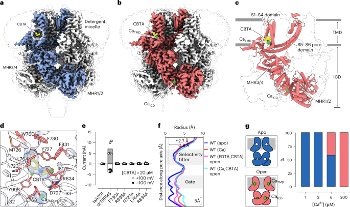 Fig. 2: CBTA binds to the S1–S4 domain of TRPM5.