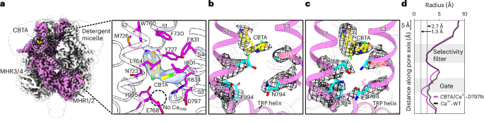 Fig. 3: CBTA binds to TRPM5 independently of CaTMD.