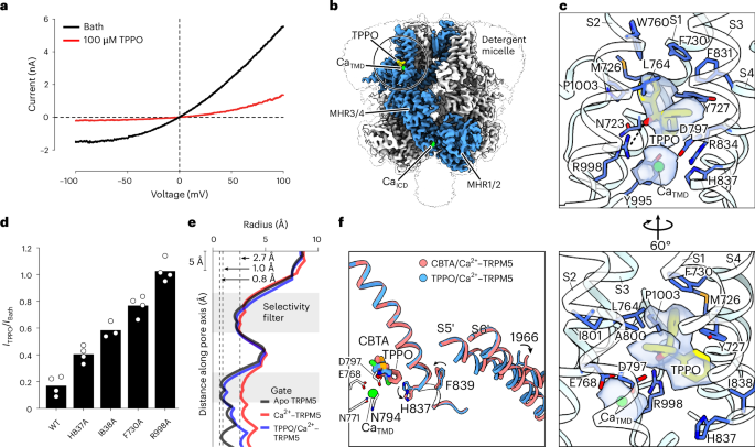 Fig. 4: TPPO inhibits TRPM5 by occupying the S1–S4 domain.