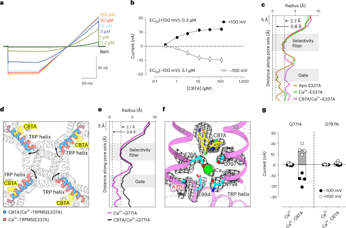 Fig. 5: CBTA-mediated agonism does not require CaICD.