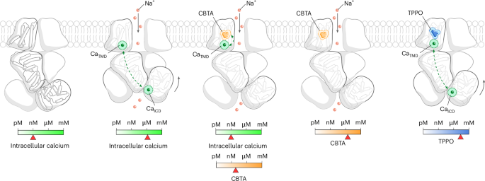 Fig. 6: Ca2+-dependent, CBTA-dependent and TPPO-dependent regulation of TRPM5 gating.