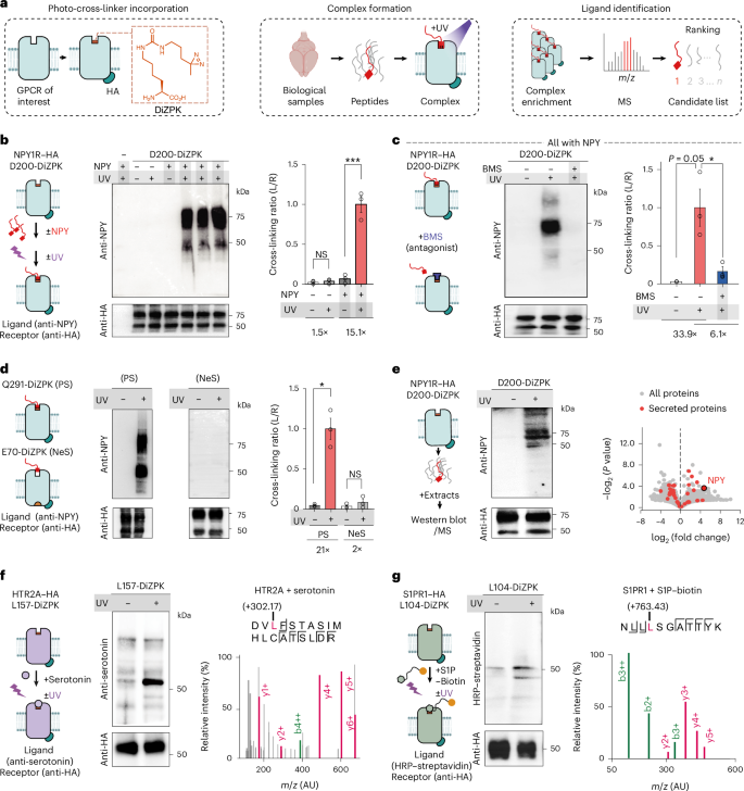 Fig. 1: Development and characterization of the photo-cross-linking-assisted GPCR deorphanization platform.