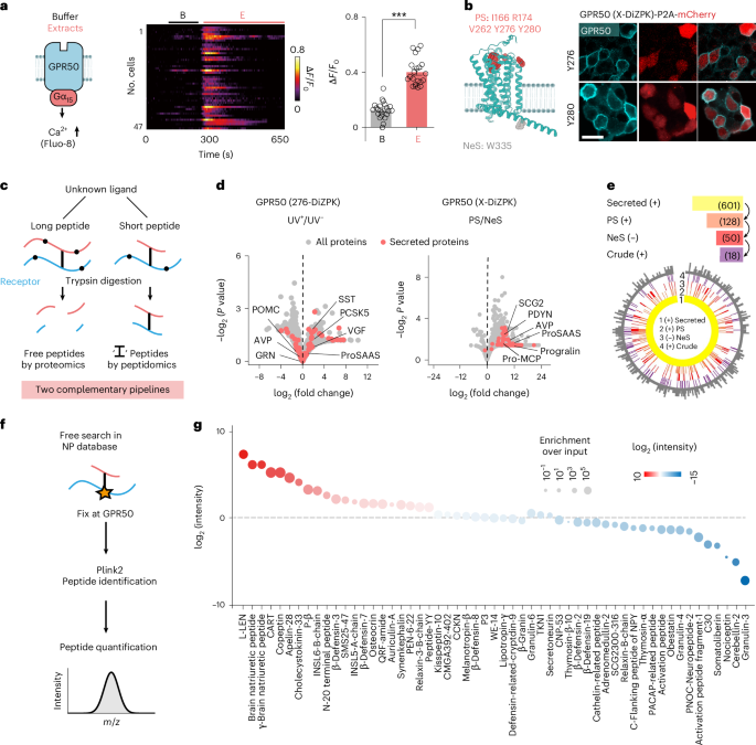 Fig. 2: Enrichment and annotation of potential GPR50 ligands from brain extracts.
