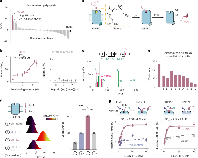 Fig. 3: Identification of L-LEN as the endogenous ligand for GPR50.