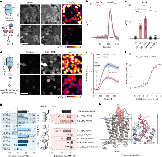 Fig. 4: Functional investigation of L-LEN-induced GPR50 signaling.