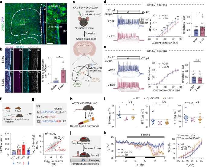 Fig. 5: In vivo coordination of L-LEN and GPR50 in modulating cellular activities and animal physiology.