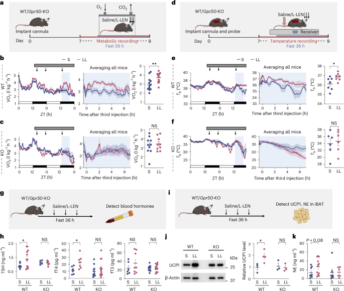 Fig. 6: Metabolic state-dependent regulation of energy expenditure and body temperature by L-LEN–GPR50 signaling.