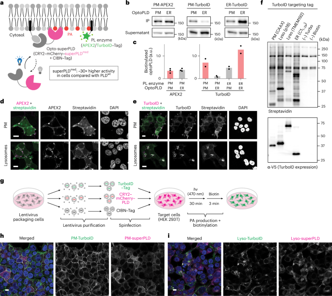 Fig. 1: Design of the feeding–fishing strategy and selection of optimal proximity labeling enzyme.