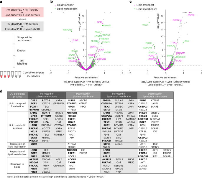 Fig. 2: Feeding–fishing proximity proteomics identifies numerous lipid-related proteins enriched on and depleted from PA-fed membranes.
