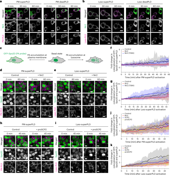 Fig. 3: Nir2 is recruited to PA-enriched membranes and reduces local PA enrichment.