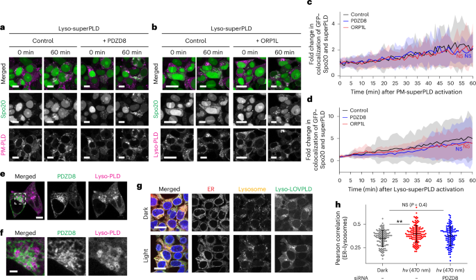 Fig. 4: PDZD8 and ORP1L did not reduce local PA enrichment.
