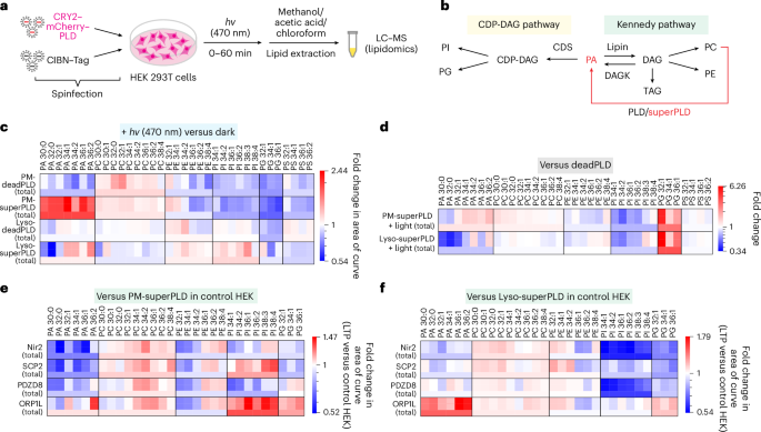 Fig. 5: Cells maintain PA homeostasis in response to superPLD-mediated PA feeding.