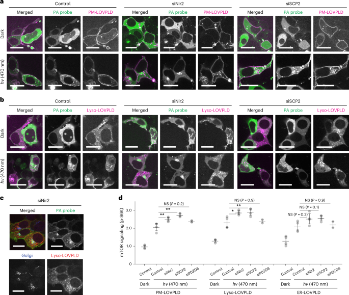 Fig. 6: Depletion of Nir2 or SCP2 affects PA localization and signaling.