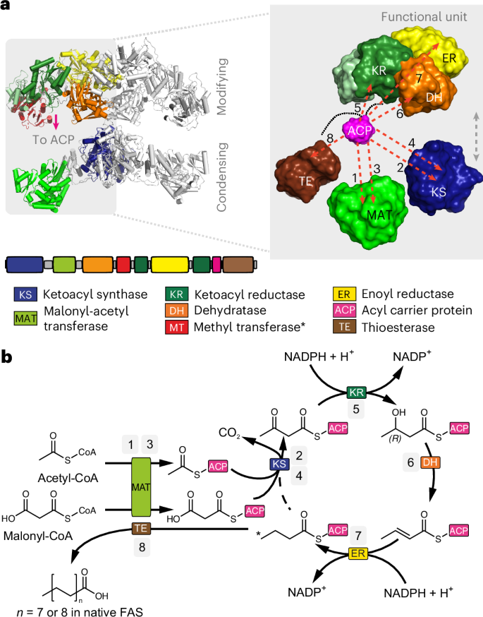 Fig. 1: Structure of metazoan FAS, FA synthesis.