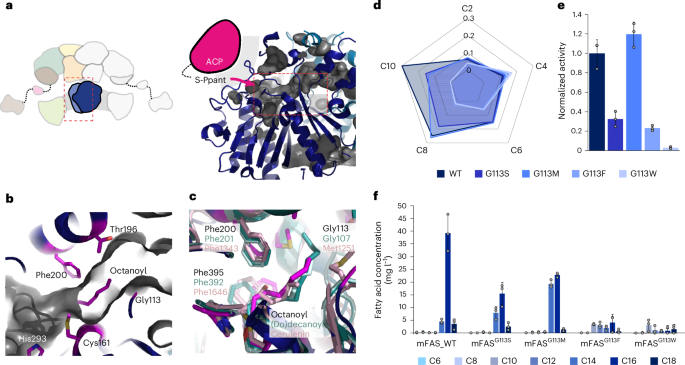 Fig. 3: Engineering the KS domain.