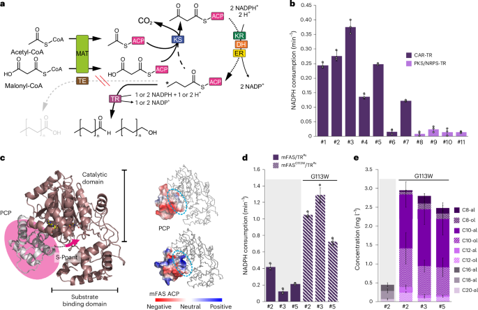 Fig. 5: Construction of mFAS/TR hybrids for the direct production of short and medium chain length aldehydes/alcohols.