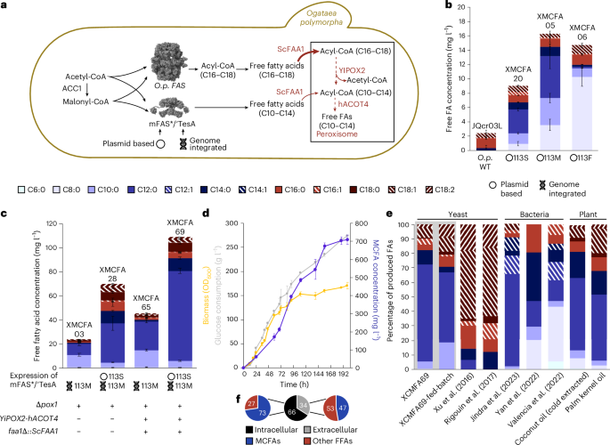 Fig. 6: In vivo production of free FAs and fatty alcohols by using mFAS/‘TesA hybrids.