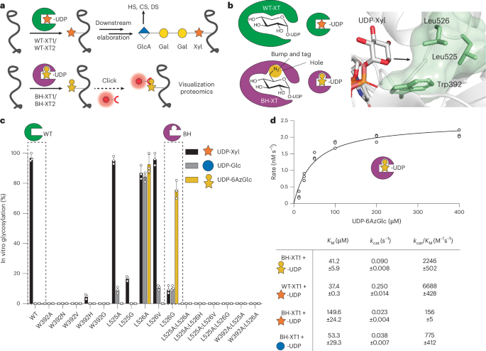 Fig. 1: Design of a xylosyltransferase BH system.