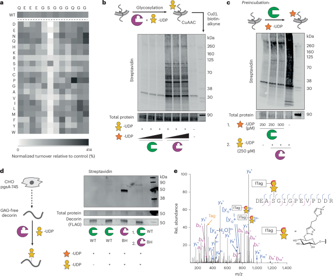 Fig. 2: BH engineering preserves protein substrate specificity of XT1.