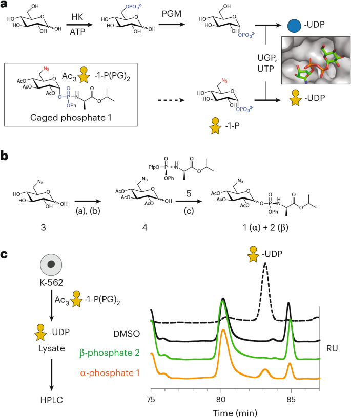 Fig. 3: Biosynthesis of UDP-6AzGlc.