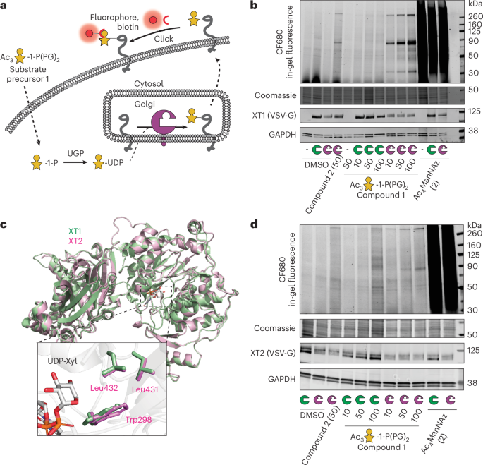 Fig. 4: BH-engineered xylosyltransferases label glycoproteins in mammalian cells.