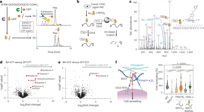 Fig. 5: Chemical functionalization by BH-XT1/2 enables detection and manipulation of proteoglycans.
