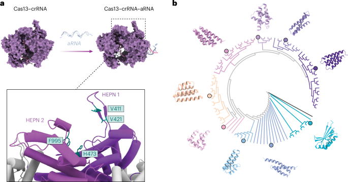 Fig. 2: AIcr designs targeted to the LbuCas13a HEPN domain.