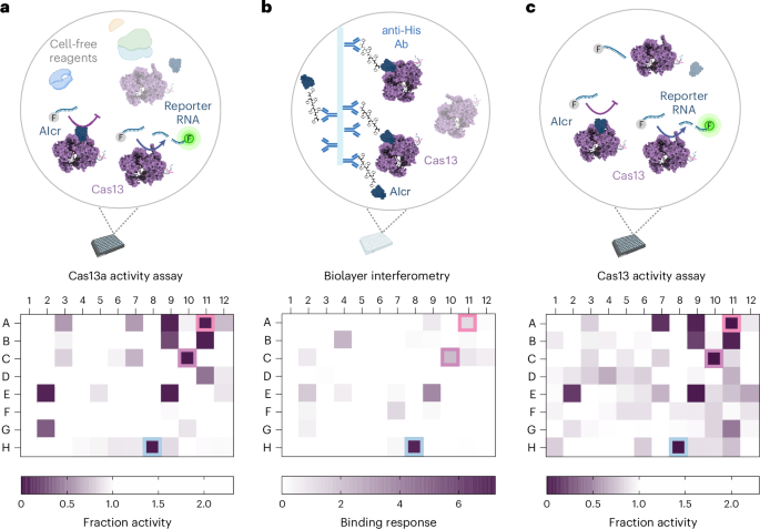 Fig. 3: AIcrs are functional inhibitors of LbuCas13a activity.