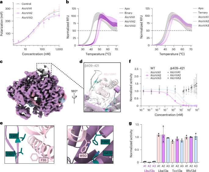 Fig. 5: AIcrVIAs are competitive inhibitors of the LbuCas13a HEPN nuclease.