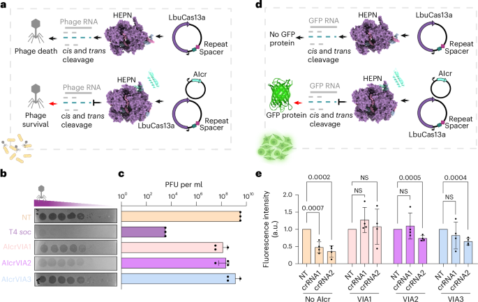 Fig. 6: AIcrs inhibit Cas13 in bacterial and human cells.